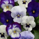 30  Fresh Flower Seed Sorbet Viola Mix  ready for your plant  #ABG1