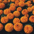 great for yur garden  30 Seeds Flower Lady Orange Marigolds #ABG1