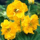 40   Fresh Flower Seed Lady Stratheden Geumready to plant #ABG1
