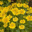 50  Fresh Flower Seed  Irish Eyes Rudbeckia  ready to your plant  #ABG1