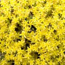 Acre Sedium-Stonecrop,40  Fresh Seed  ready for your garden  #ABG1
