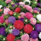 Pot N Patio Aster, 30 Fresh Seed  easy to grow #ABG1