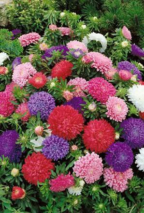 Pot N Patio Aster, 30 Fresh Seed  easy to grow #ABG1
