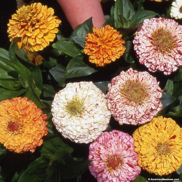 30  Fresh  Flower Seed  Peppermint Stick Zinnia ,greaat flower for your garden  #ABG1