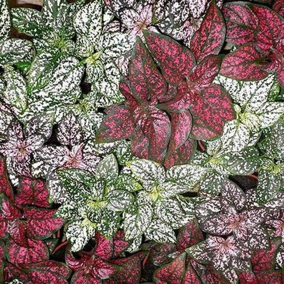 fresh seed Splash Mix Hypoestes, 40 Seeds ready for your garden  #ABG1
