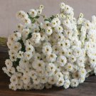 40 Seeds  Santana Matricaria  Feverfew Fresh Seed easy to grow   #ABG1
