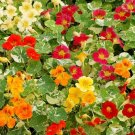 40 Fresh Seed Alaska Mix Nasturtium    #ABG1