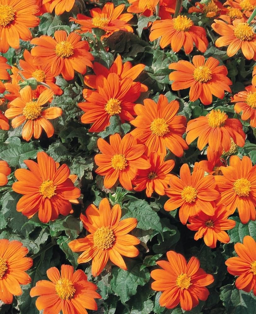 Goldfinger Tithonia,40  Fresh Seed easy to grow  #ABG1