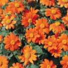 Goldfinger Tithonia,40  Fresh Seed easy to grow  #ABG1