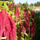 Love Lies Bleeding Amaranthus 40   Fresh Seed resy to grow #ABG1