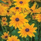 50 Flower Seed  Indian Summer Rudbeckia  #ABG1