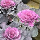 40  Fresh Seed  Ornamental Cabbage Osaka Pink ready to plant #ABG1