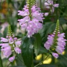 Rose Crown Physostegia-Obediance, 40 seeds Fresh Seed  #ABG1