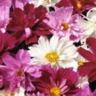 Cosmos Double Chuckle, 40 Fresh Seed ready to plant    #ABG1