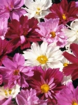 Cosmos Double Chuckle, 40 Fresh Seed ready to plant    #ABG1
