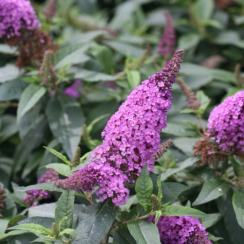 25  Fresh Flower Seed Buddleya Butterfly Bush  ready to plant  #ABG1