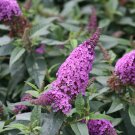 25  Fresh Flower Seed Buddleya Butterfly Bush  ready to plant  #ABG1