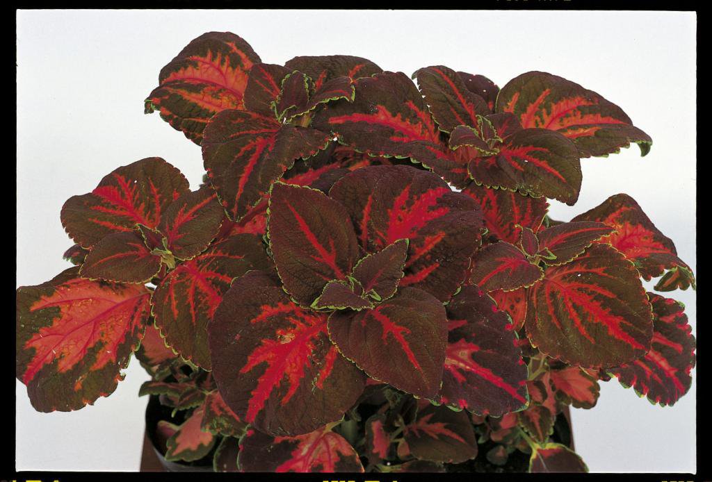 50 Fresh  Flower Seed  Festive Dance Coleus  ready to plant  #ABG1
