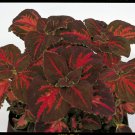 50 Fresh  Flower Seed  Festive Dance Coleus  ready to plant  #ABG1
