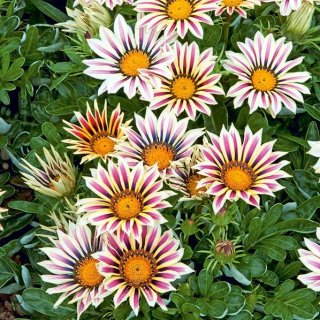 Big Kiss Mix Gazania, 15 Fresh Flower Seed ready to plant #ABG1