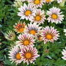 Big Kiss Mix Gazania, 15  Fresh Flower Seed ready to plant  #ABG1