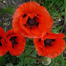 40 Fresh Poppy Seed  Allegro Poppy  ready to plant #ABG1