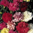 100  Fresh Flower Seed: Chabaud Carnation Flower  raedy to plant #ABG1