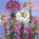 50bFlower Seed Spider plant Queen Mix Cleome ready to plant  #ABG1