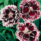 ready to pplant Dianthus Velvet N Lace 30  Fresh Seed  #ABG1