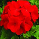 12  Fresh Flower Seed Pinto Deep Red Geranium easy to grow   #ABG1