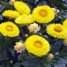 300  Fresh Seed Helichrysum Strawflower  #ABG1