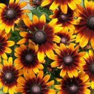 Rudbeckia Autumn Colors Flower  40 Seeds Fresh Seed ready to plant    #ABG1