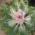 40  Fresh  Flower Seed,Kale White Peacock  great for your garden  #ABG1