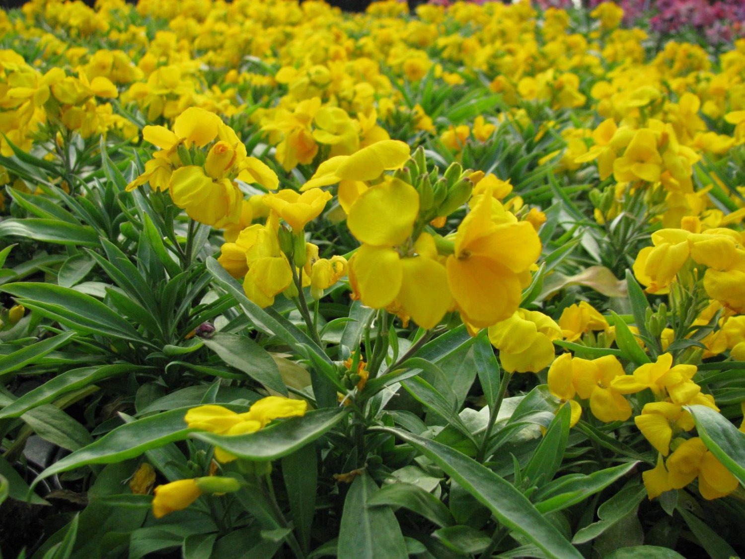 25  Fresh Flower Seed  Goldrush Erysimum ready to plant #ABG1