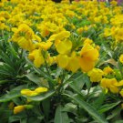 25  Fresh Flower Seed  Goldrush Erysimum ready to plant #ABG1