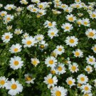 100   Fresh  Flower Seed: Snowland Chrysanthemum easy to  grow #ABG1