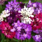 50 Fresh Flower Seed  Dwarf Fairy Mix Candytuft  easy to grow  #ABG1