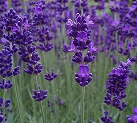 40 Fresh Seed  Lavender  Blue Scent Lavender #ABG1