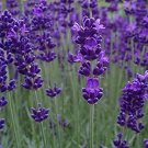 40 Fresh Seed  Lavender  Blue Scent Lavender #ABG1