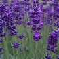 40 Fresh Seed  Lavender  Blue Scent Lavender #ABG1