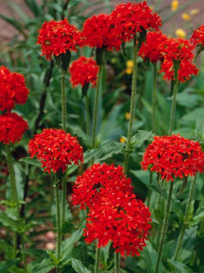 40 Fresh Flower Seed Maltese Cross Lychinis Packet  ready to plant  #ABG1
