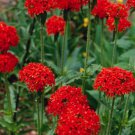 40 Fresh Flower Seed Maltese Cross Lychinis Packet  ready to plant  #ABG1