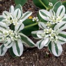 Flower Seed  Kilimanjaro Euphorbia,25  Fresh Seed   #ABG1