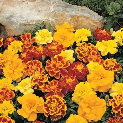 50  Fresh Flower Seed Durango Mix Marigold flower great for your garden #ABG1