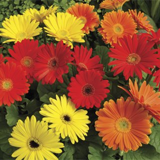 Flower Seed Jaguar Mix Gerbera,10  Fresh Seed ready to plant #ABG1
