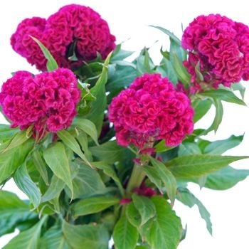 40  Fresh  Flower Seed temple Belle Series Mix Celosia    #ABG1