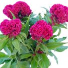 40  Fresh  Flower Seed temple Belle Series Mix Celosia    #ABG1