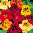 Mix Jewel Nasturtium Fresh Seed Flower Plant Garden, 40 Seeds #ABG1