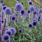 40 Seeds Globe Thistle Echinops Fresh Seed easy to grow #ABG1