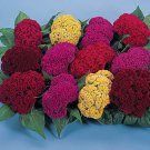 40 Seeds  Amigo Mix CelosiaFresh  Flower Seed #ABG1